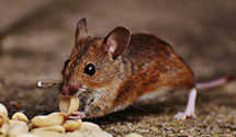 24 Hour & Emergency Exterminators in Erie Ins Exchange, PA